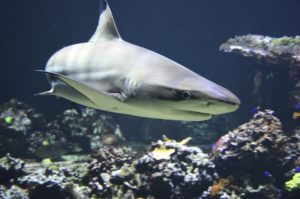 Shark Tank Birch Aquarium